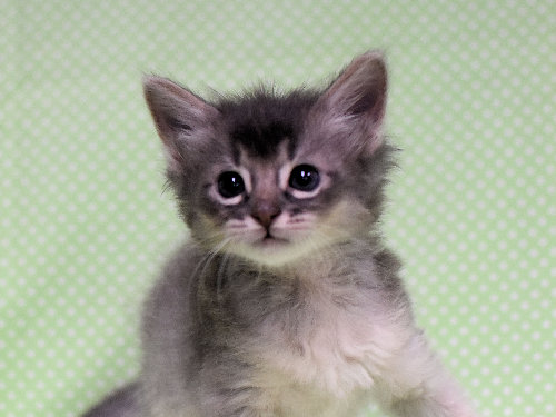 ソマリ　ブルー　おす　（２４年８月２２日生れ）